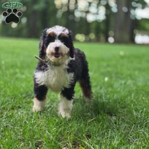 Ellie, Mini Bernedoodle Puppy